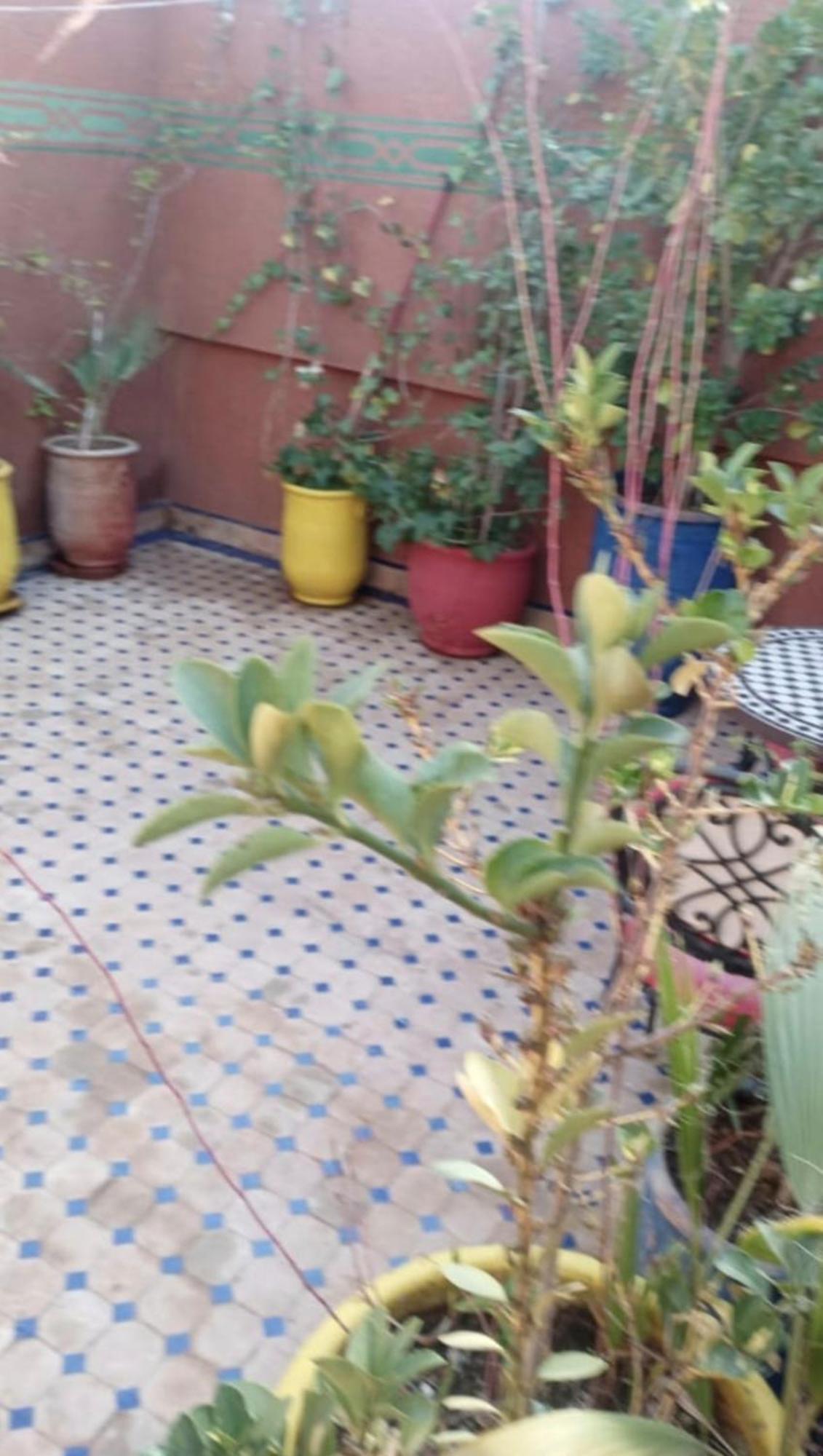 מרקש Charmant Riad Au Coeur De Marrakech מראה חיצוני תמונה